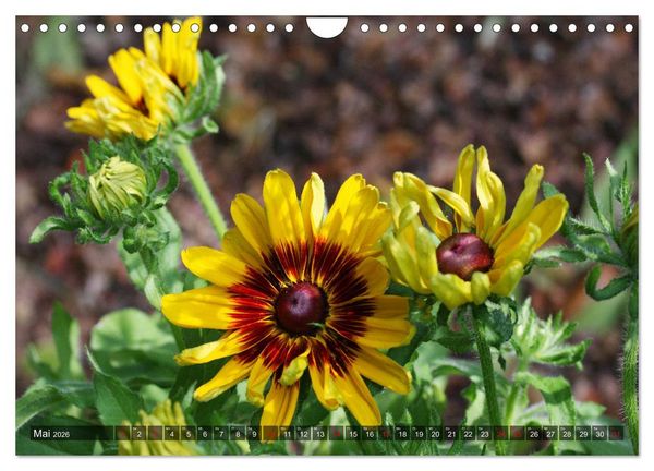 Produktbild: Sonnenhut im Garten (Wandkalender 2026 DIN A4 quer), CALVENDO Monatskalender