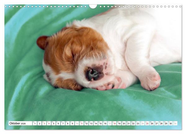 Produktbild: Irish Red and White Setter Welpen (Wandkalender 2026 DIN A3 quer), CALVENDO Monatskalender