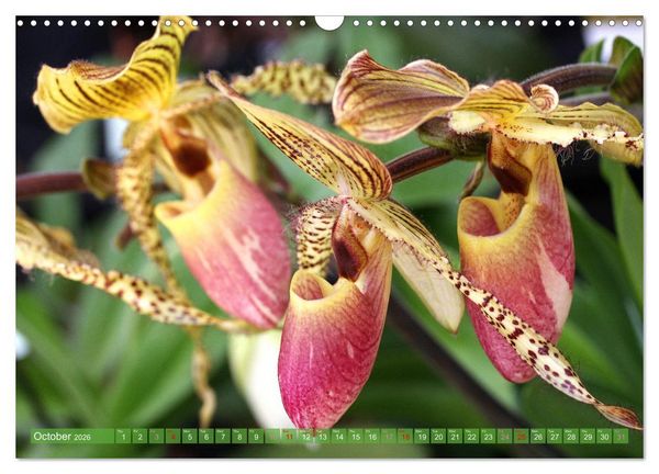 Produktbild: Orchid - A Flower Wonder (Wall Calendar 2026 DIN A3 landscape), CALVENDO 12 Month Wall Calendar
