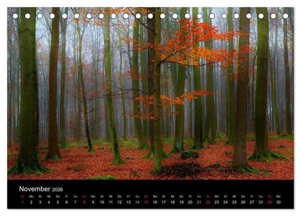 Produktbild: Faszination Wald. Waldimpressionen aus Nordhessen von Lutz Klapp (Tischkalender 2026 DIN A5 quer), CALVENDO Monatskalender