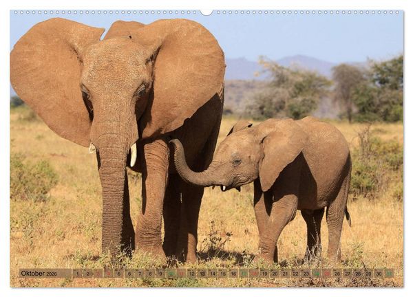 Produktbild: Afrika - im Reich der Elefanten (hochwertiger Premium Wandkalender 2026 DIN A2 quer), Kunstdruck in Hochglanz