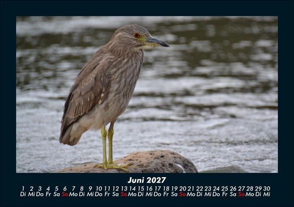 Produktbild: Welt der V&ouml;gel 2027 Fotokalender DIN A5