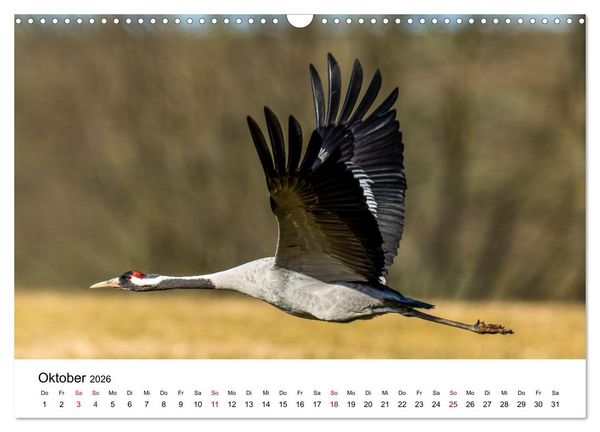Produktbild: Kraniche im Erzgebirge (Wandkalender 2026 DIN A3 quer), CALVENDO Monatskalender