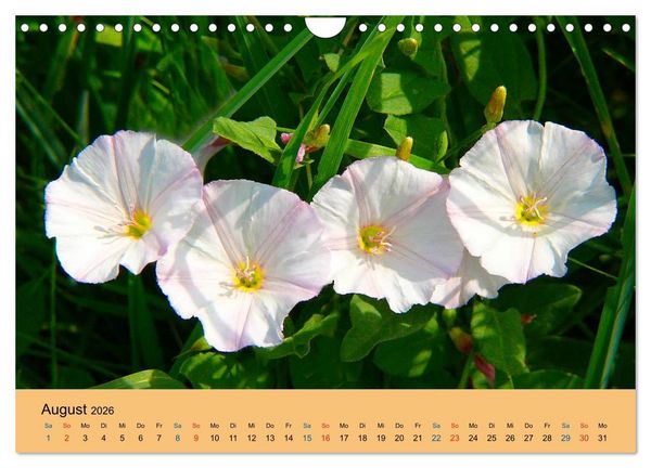 Produktbild: Wildblumen 2026 (Wandkalender 2026 DIN A4 quer), CALVENDO Monatskalender