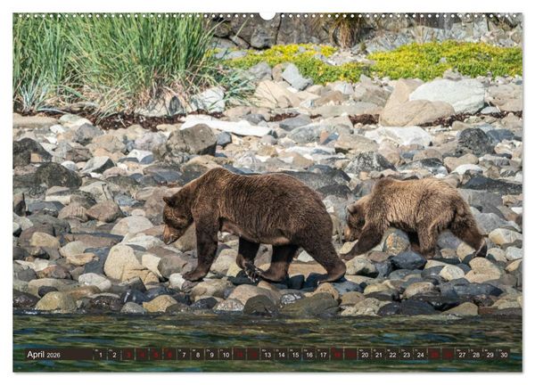 Produktbild: Grizzlyb&auml;ren im Katmai Nationalpark Alaska (hochwertiger Premium Wandkalender 2026 DIN A2 quer), Kunstdruck in Hochglanz