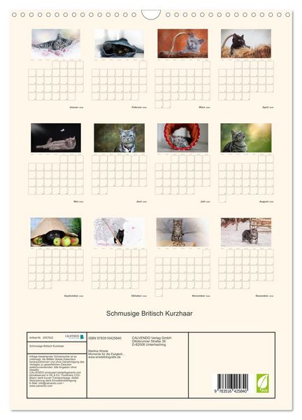 Produktbild: Schmusige Britisch Kurzhaar (Wandkalender 2026 DIN A3 hoch), CALVENDO Monatskalender