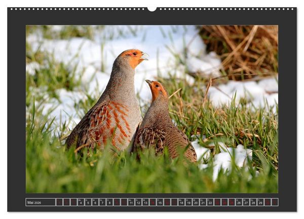 Produktbild: Winterzauber - Tiere in Eis und Schnee (Wandkalender 2026 DIN A2 quer), CALVENDO Monatskalender