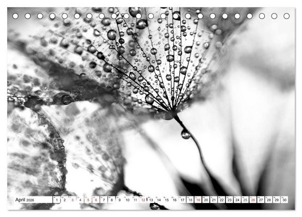 Produktbild: Pusteblumenzauber in schwarzwei&szlig; (Tischkalender 2026 DIN A5 quer), CALVENDO Monatskalender