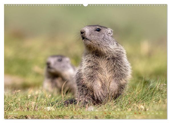 Produktbild: Tiere der Alpen - Murmeltier-Kinder (hochwertiger Premium Wandkalender 2026 DIN A2 quer), Kunstdruck in Hochglanz