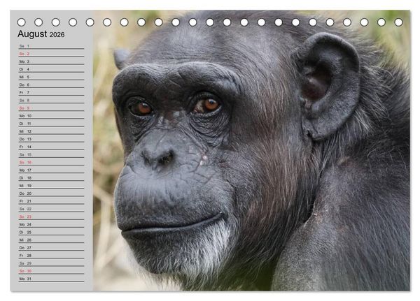 Produktbild: Schimpansen (Tischkalender 2026 DIN A5 quer), CALVENDO Monatskalender