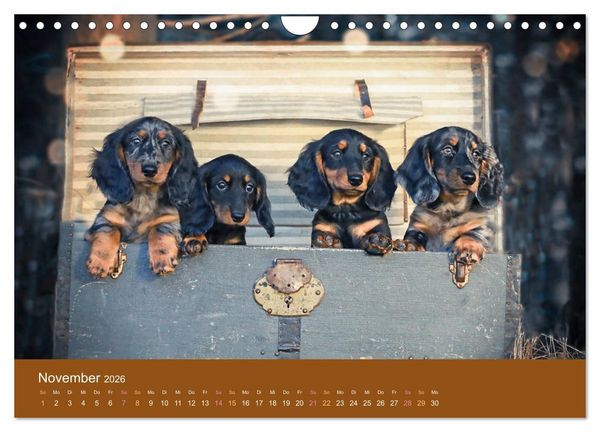 Produktbild: Der Dackel (Wandkalender 2026 DIN A4 quer), CALVENDO Monatskalender