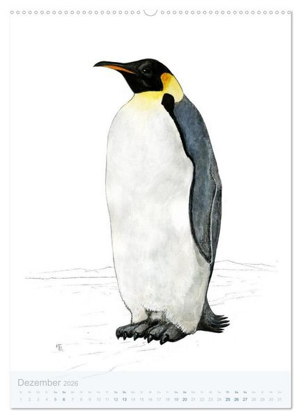 Produktbild: Pinguine - 13 Illustrationen (hochwertiger Premium Wandkalender 2026 DIN A2 hoch), Kunstdruck in Hochglanz