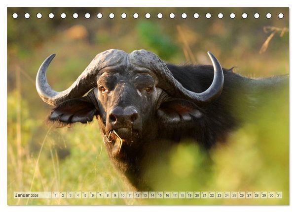 Produktbild: Afrikas Tierwelt Christian Heeb (Tischkalender 2026 DIN A5 quer), CALVENDO Monatskalender