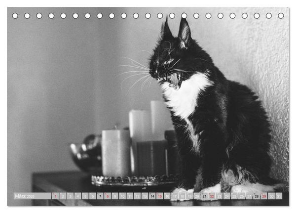 Produktbild: Katzen Pers&ouml;nlichkeiten 2026 (Tischkalender 2026 DIN A5 quer), CALVENDO Monatskalender