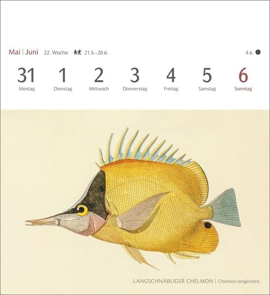 Produktbild: Fische Postkartenkalender 2027 - Postkartenkalender mit 53 historischen Zeichnungen