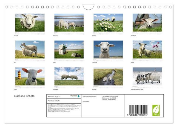 Produktbild: Nordsee Schafe (Wandkalender 2026 DIN A4 quer), CALVENDO Monatskalender