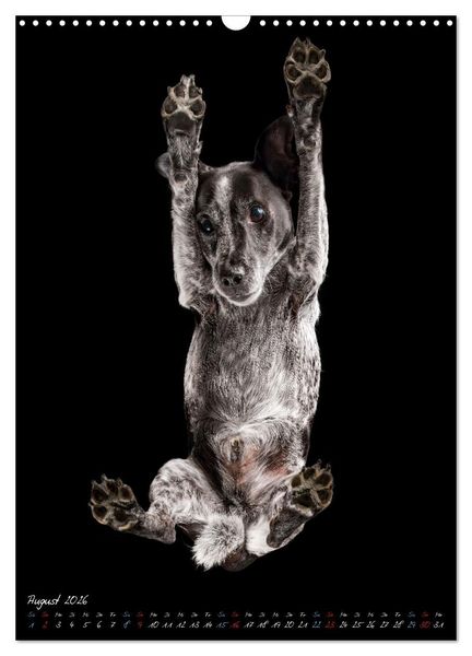 Produktbild: Down Under - Hunde auf der Glasplatte (Wandkalender 2026 DIN A3 hoch), CALVENDO Monatskalender