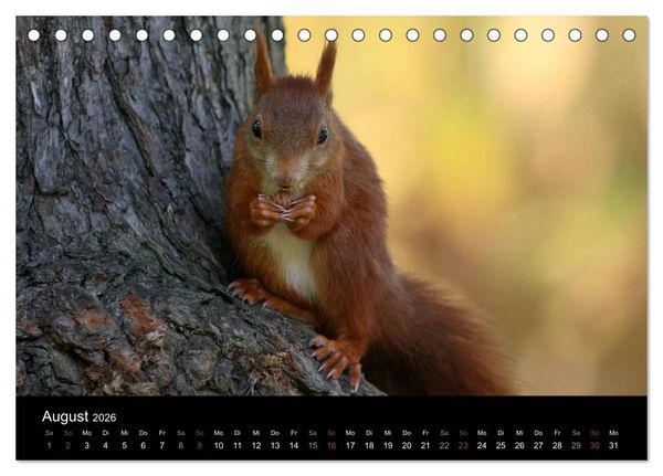 Produktbild: Eichh&ouml;rnchen (Tischkalender 2026 DIN A5 quer), CALVENDO Monatskalender