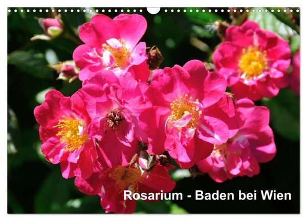 Produktbild: Baden bei Wien - Rosarium (Wandkalender 2026 DIN A3 quer), CALVENDO Monatskalender