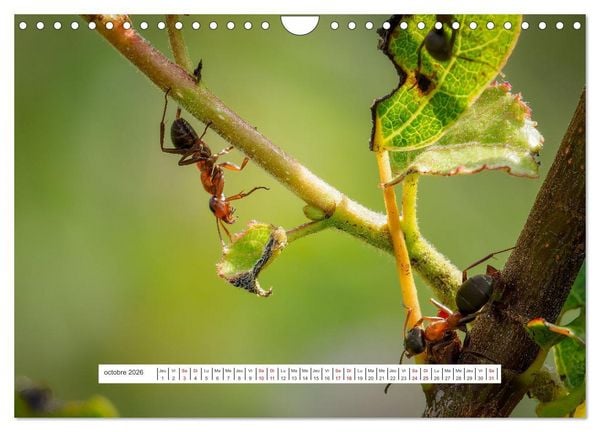 Produktbild: La vie de nos prairies - Le monde des fourmis (Calendrier mural 2026 DIN A4 vertical), CALVENDO calendrier mensuel