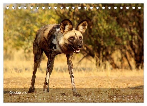Produktbild: Botswana Wildlife (Tischkalender 2026 DIN A5 quer), CALVENDO Monatskalender