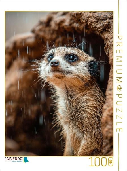 CALVENDO Puzzle Erdmännchen im Regen mit neugierigem Blick | 1000 Teile Lege-Größe 64x48cm Foto-Puzzle für glückliche Stunden