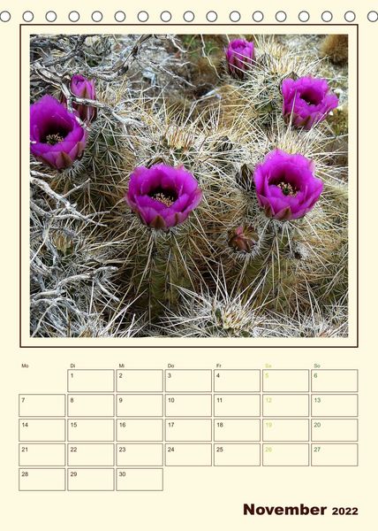 Produktbild: Wilde Kakteen Amerikas (Tischkalender 2022 DIN A5 hoch)