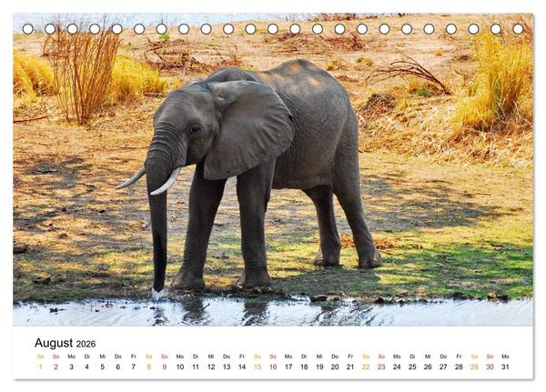 Produktbild: Elefanten Impressionen (Tischkalender 2026 DIN A5 quer), CALVENDO Monatskalender