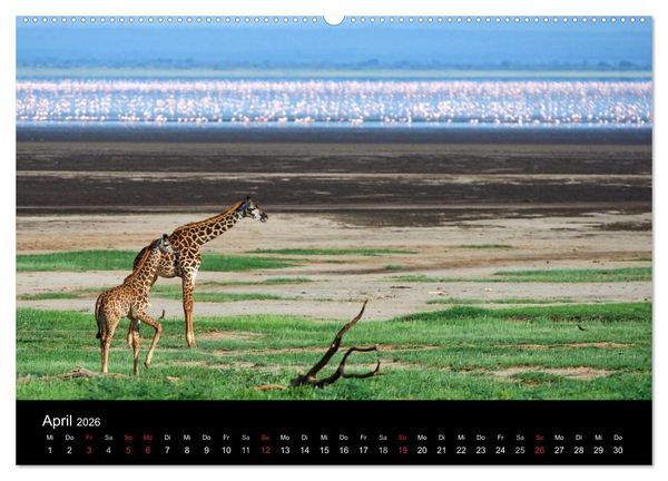 Produktbild: GIRAFFEN - Liebliche Riesen der afrikanischen Savanne (Wandkalender 2026 DIN A2 quer), CALVENDO Monatskalender