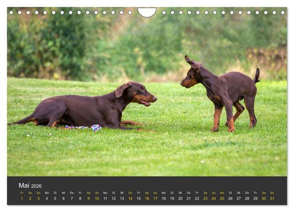Produktbild: Dobermann 2026 (Wandkalender 2026 DIN A4 quer), CALVENDO Monatskalender