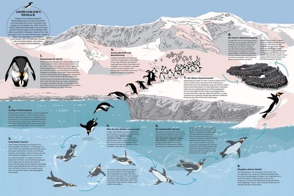 Produktbild: Schwarmzauber: Magische Choreografien der Natur