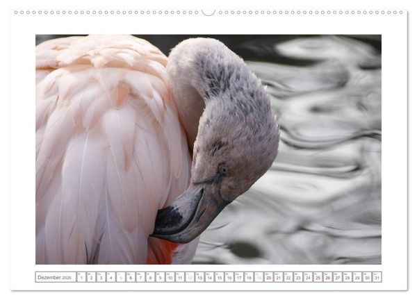 Produktbild: Tiere im Zoo (hochwertiger Premium Wandkalender 2026 DIN A2 quer), Kunstdruck in Hochglanz