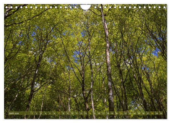 Produktbild: Spaziergang im Wald (Wandkalender 2026 DIN A4 quer), CALVENDO Monatskalender