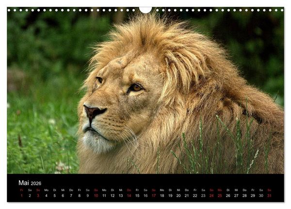 Produktbild: L&ouml;wen (Wandkalender 2026 DIN A3 quer), CALVENDO Monatskalender