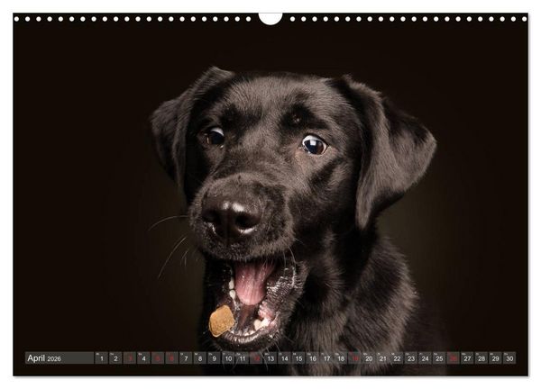 Produktbild: Fang das Leckerlie (Wandkalender 2026 DIN A3 quer), CALVENDO Monatskalender