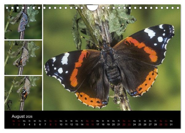 Produktbild: Schmetterlinge - Wunder der Verwandlung (Wandkalender 2026 DIN A4 quer), CALVENDO Monatskalender