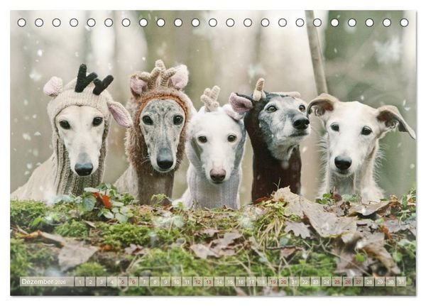 Produktbild: Zauberhafte Windhunde (Tischkalender 2026 DIN A5 quer), CALVENDO Monatskalender