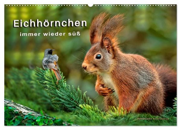 Produktbild: Eichh&ouml;rnchen - immer wieder s&uuml;&szlig; (Wandkalender 2026 DIN A2 quer), CALVENDO Monatskalender