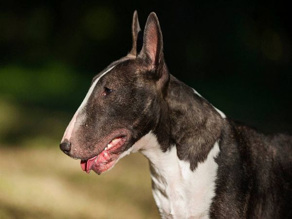 Produktbild: CALVENDO Puzzle Ein Motiv aus dem Kalender Bullterrier | 1000 Teile Lege-Gr&ouml;&szlig;e 64x48cm Foto-Puzzle f&uuml;r gl&uuml;ckliche Stunden