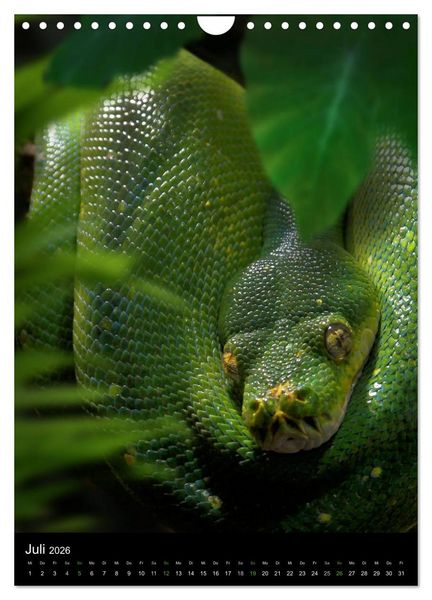 Produktbild: Auge in Auge mit coolen Typen - REPTILIEN (Wandkalender 2026 DIN A4 hoch), CALVENDO Monatskalender