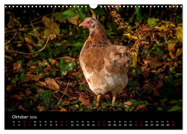 Produktbild: Neues von den Gartenh&uuml;hnern (Wandkalender 2026 DIN A3 quer), CALVENDO Monatskalender
