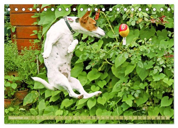 Produktbild: Jack Russell Terrier: flink und verspielt (Tischkalender 2026 DIN A5 quer), CALVENDO Monatskalender