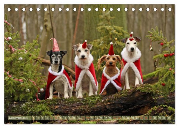Produktbild: Die Parson-Russell-Terrier ...mit neuen Abenteuern aus der Hundeknipserei (Tischkalender 2026 DIN A5 quer), CALVENDO Monatskalender
