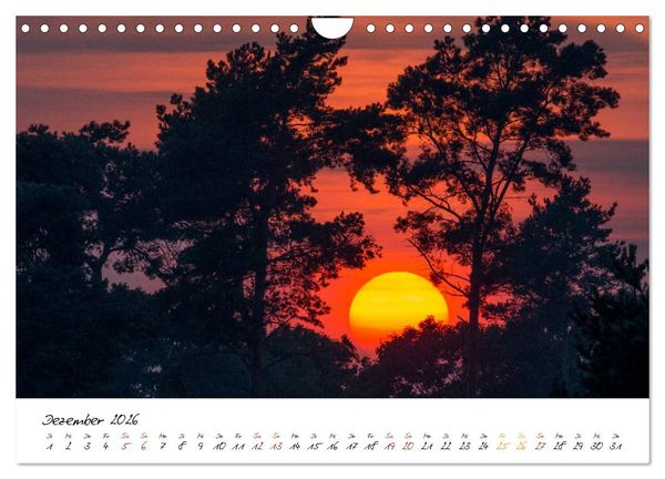 Produktbild: In der Welt der B&auml;ume (Wandkalender 2026 DIN A4 quer), CALVENDO Monatskalender
