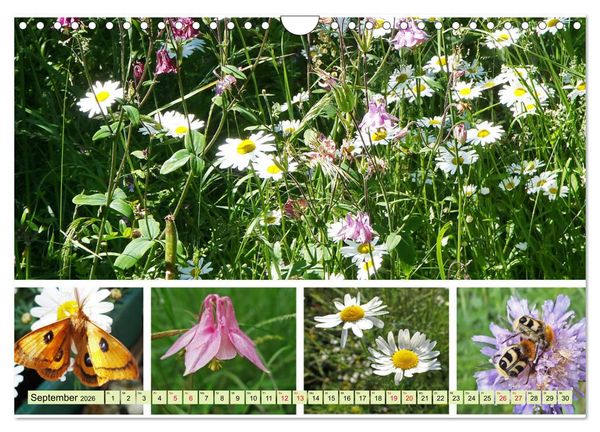 Produktbild: Bl&uuml;tenmeer am Wegesrand (Wandkalender 2026 DIN A4 quer), CALVENDO Monatskalender