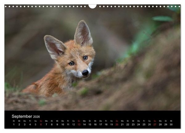 Produktbild: Ein Blick in Reinekes Kinderstube (Wandkalender 2026 DIN A3 quer), CALVENDO Monatskalender