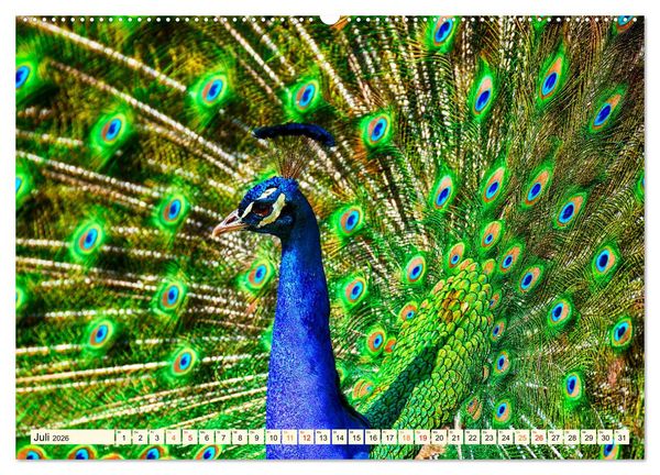 Produktbild: Sch&ouml;ner Pfau (hochwertiger Premium Wandkalender 2026 DIN A2 quer), Kunstdruck in Hochglanz