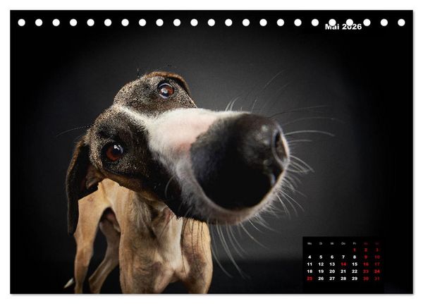 Produktbild: Die Stimme der Windhunde (Tischkalender 2026 DIN A5 quer), CALVENDO Monatskalender