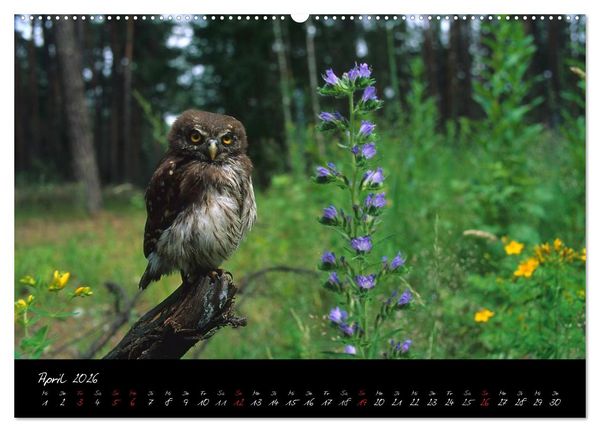 Produktbild: Heimische Eulen und Greife (hochwertiger Premium Wandkalender 2026 DIN A2 quer), Kunstdruck in Hochglanz
