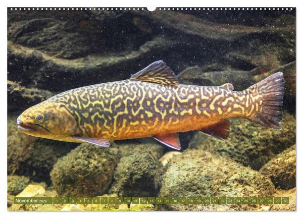 Produktbild: Fische in Teichen und Fl&uuml;ssen (hochwertiger Premium Wandkalender 2026 DIN A2 quer), Kunstdruck in Hochglanz